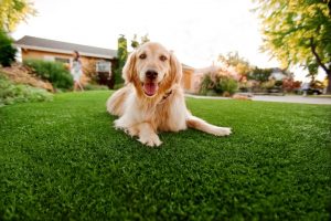 Artificial Turf For Pets Contractor, Fake Grass For Dogs Paradise NV